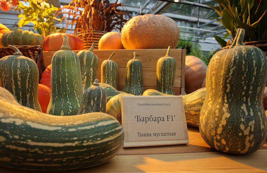 Тыква "Барбара" F1