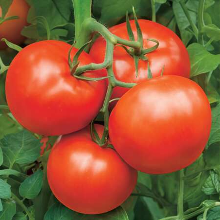 Томат "Бобкат" F1