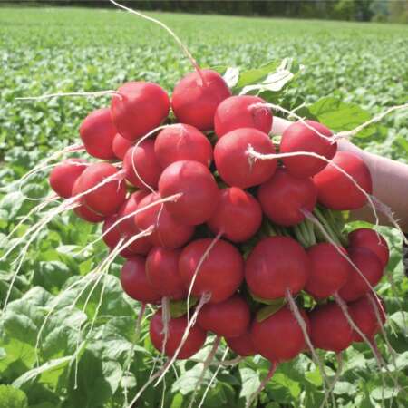 Редис "Розетта" F1