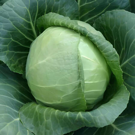 Капуста белокачанная "Сунта" F1