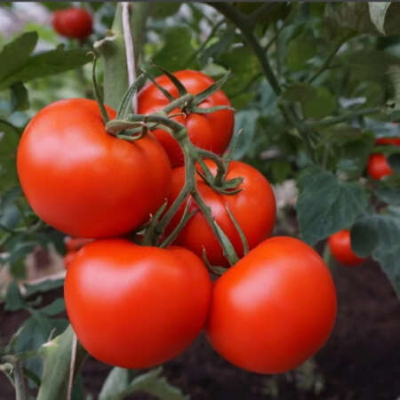 Томат "Полбиг" F1