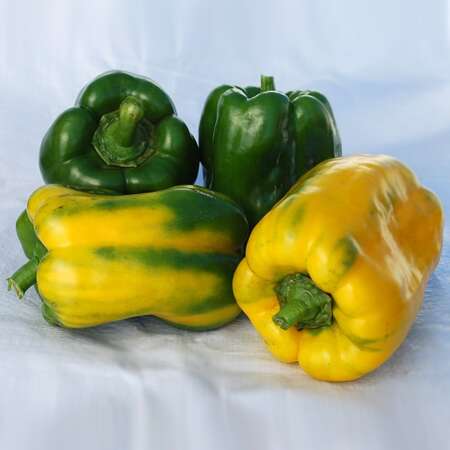 Перец сладкий "Дженис" F1 (SAT 21042)