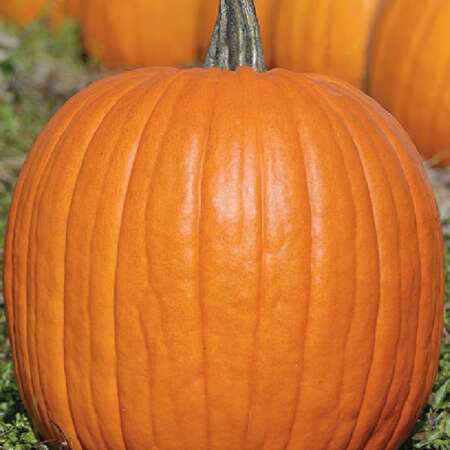 Тыква "Хэллоуин"