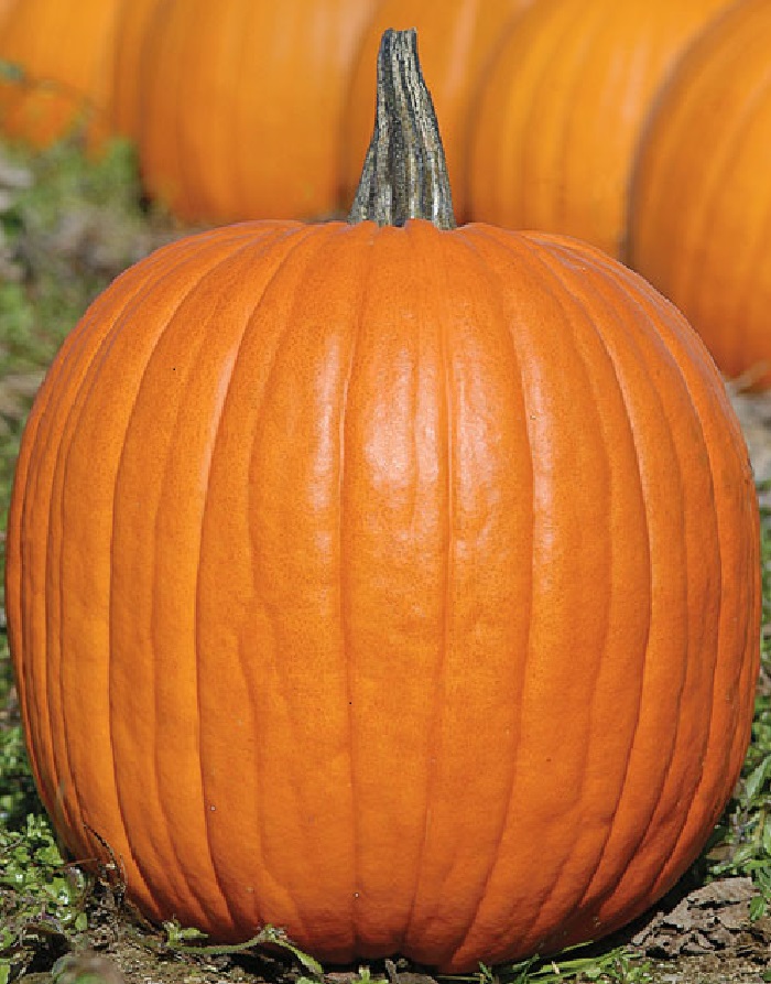 Тыква "Хэллоуин"