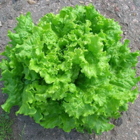 Салат "Свева"