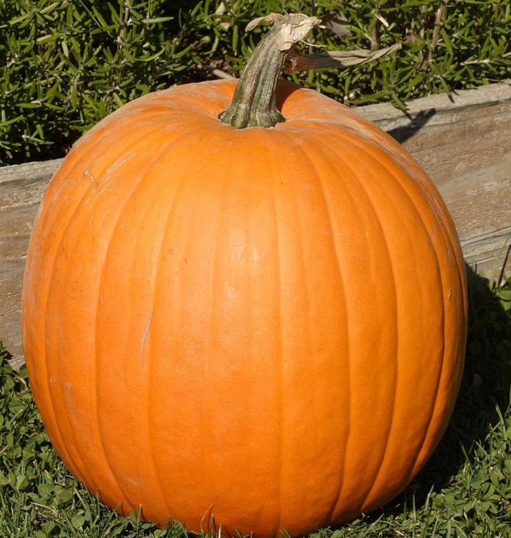 Тыква "Хэллоуин" — изображение 2