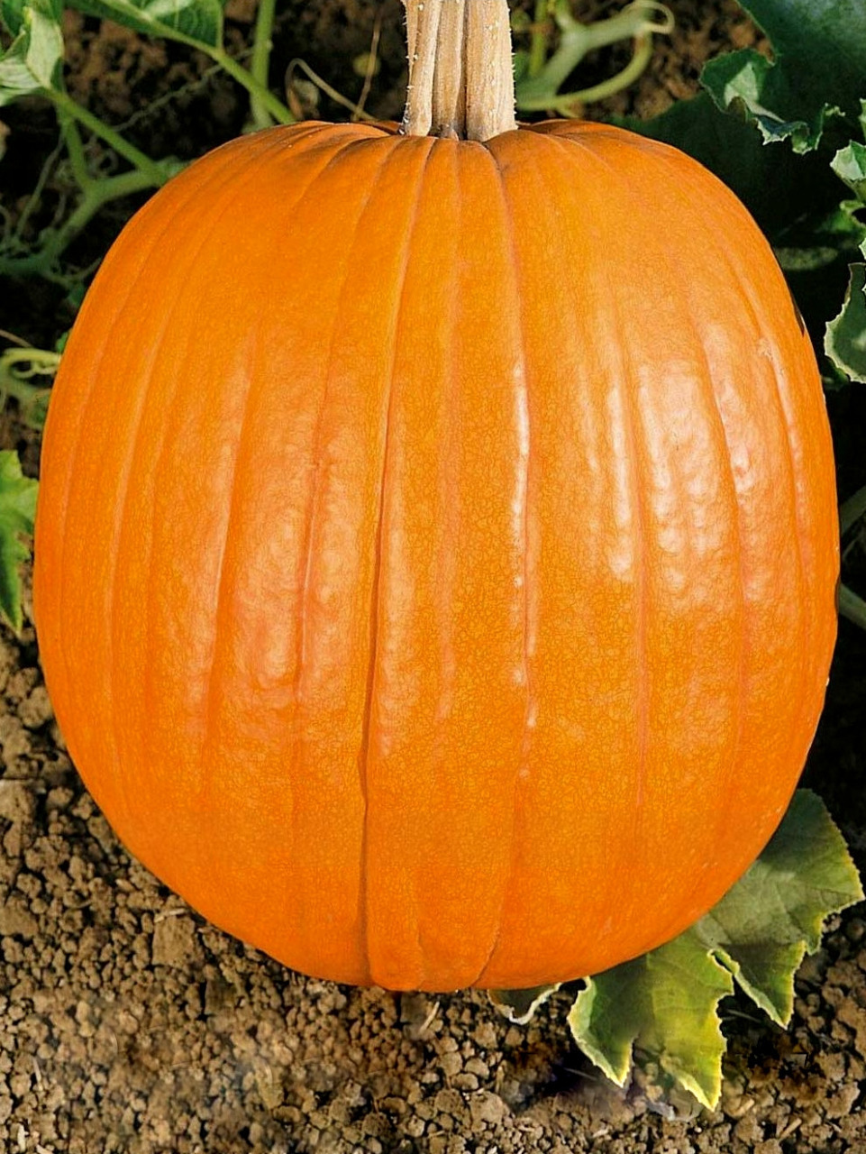 Тыква "Хэллоуин" — изображение 3