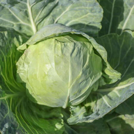 Капуста белокачанная "Профессор" F1