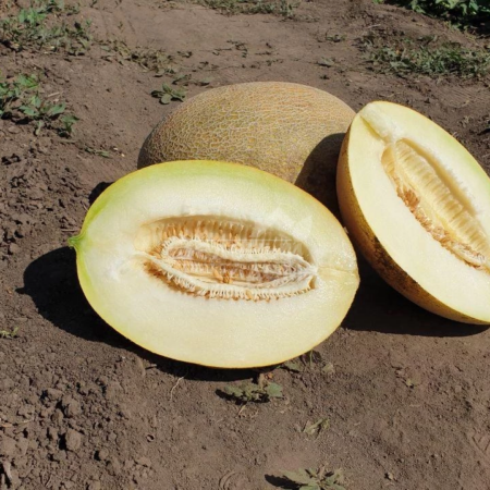 Дыня "Маори" F1