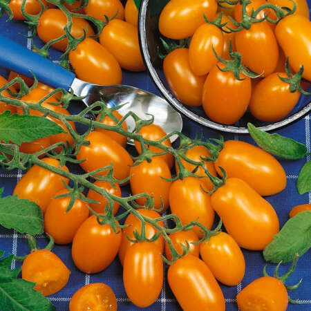 Томат черри "Загор" F1 (САТ 20013)