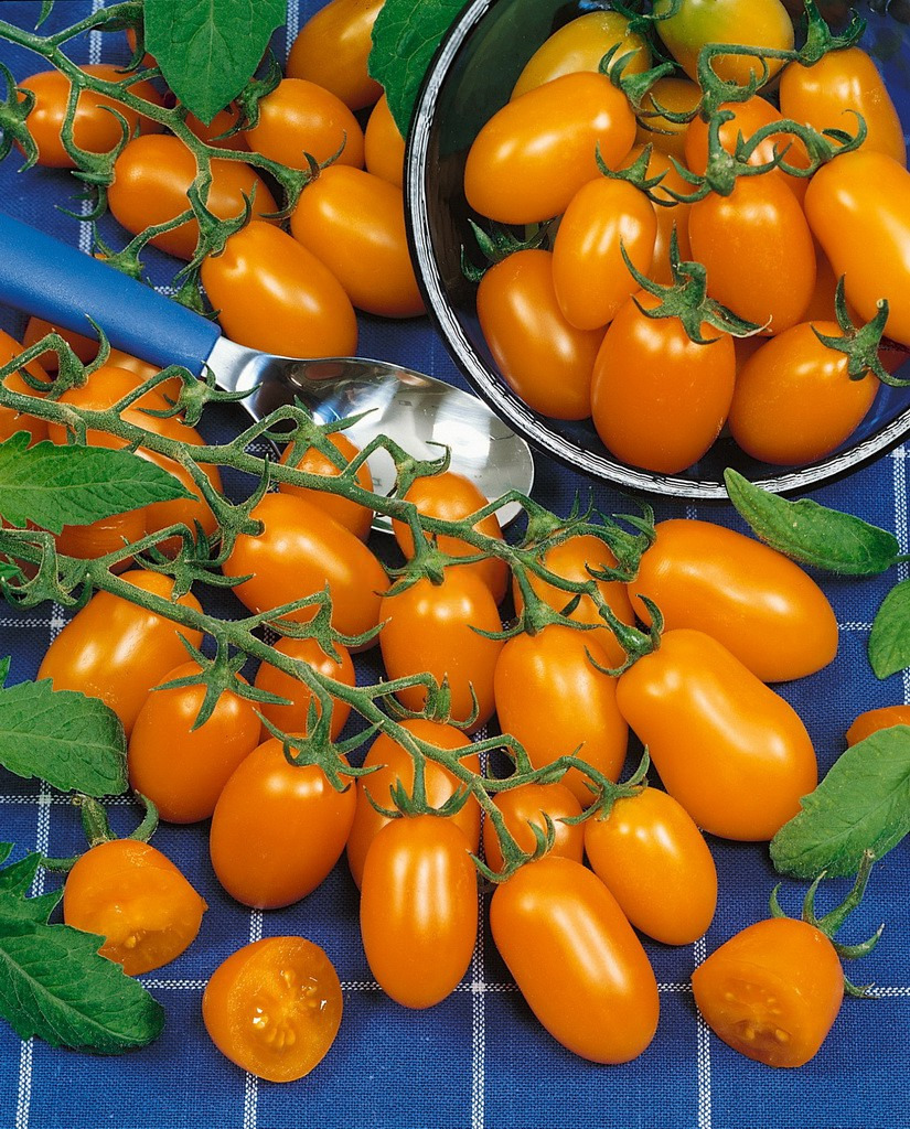 Томат черри "Загор" F1 (САТ 20013)