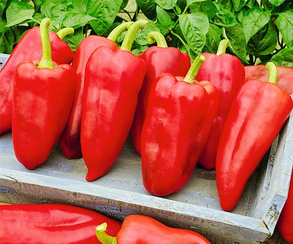 Перец сладкий "Роккер" F1 (SAT 19830)