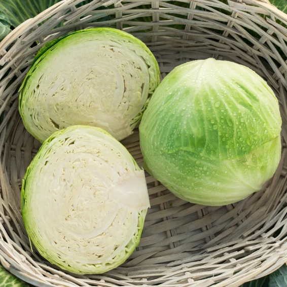 Капуста белокачанная "Профессор" F1 — изображение 2