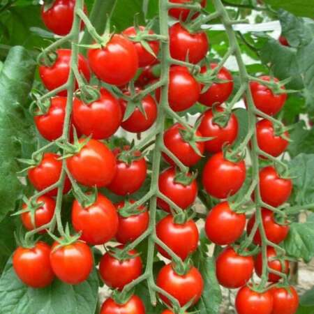 Томат черри "Кевин" F1 (ex SAT 191116 )