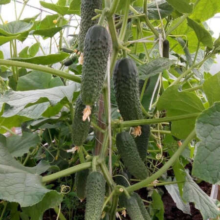 Огурец "Арагон" F1