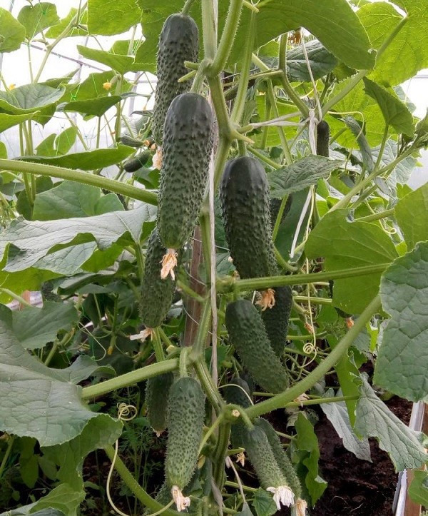 Огурец "Арагон" F1