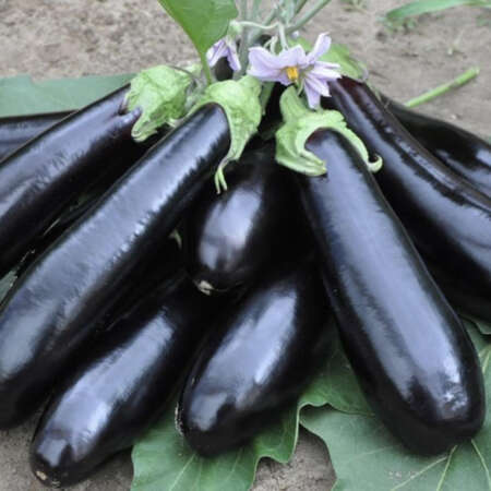 Баклажан "Анатолия" F1