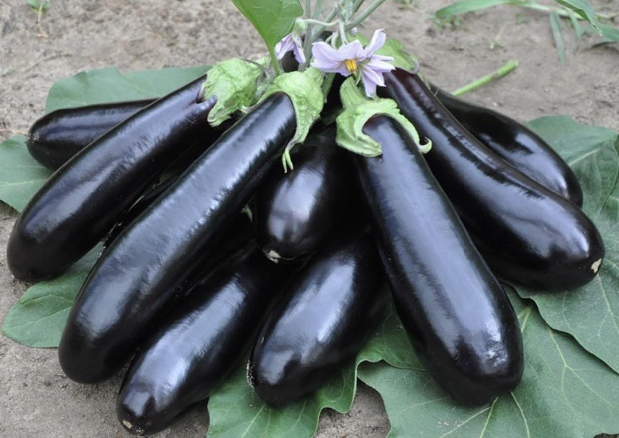 Баклажан "Анатолия" F1