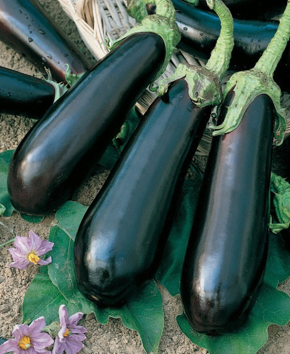 Баклажан "Анатолия" F1 — изображение 2