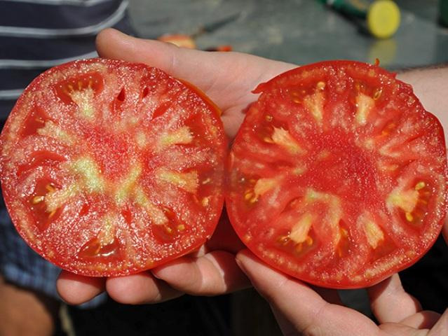 Томат "Сарра" F1 — изображение 3