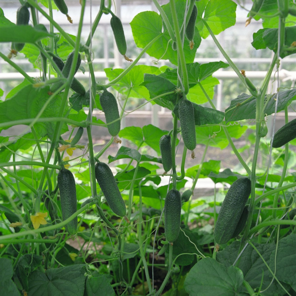 Огурец "Алекс" F1 — изображение 2