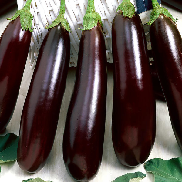 Баклажан "Анатолия" F1 — изображение 3