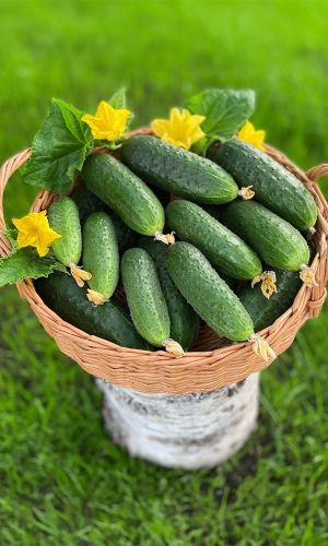 Огурец "Алекс" F1 — изображение 3