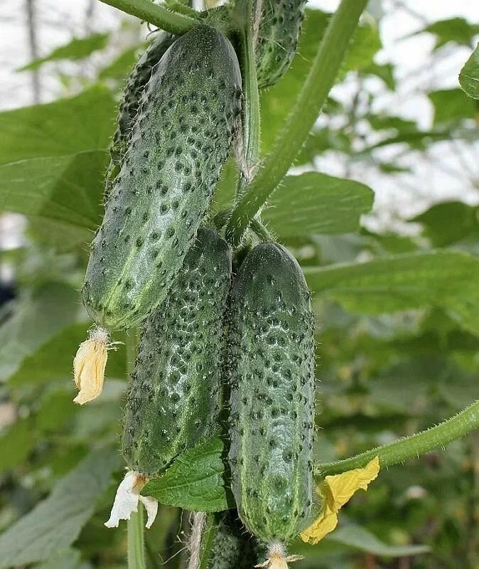 Огурец "Арагон" F1 — изображение 2