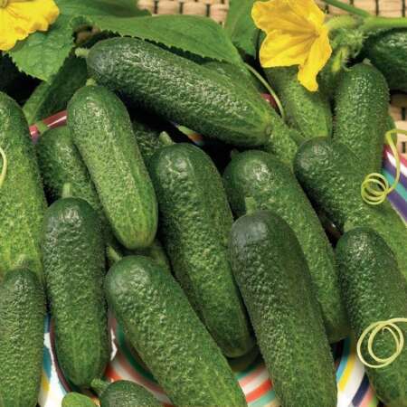 Огурец "Алекс" F1