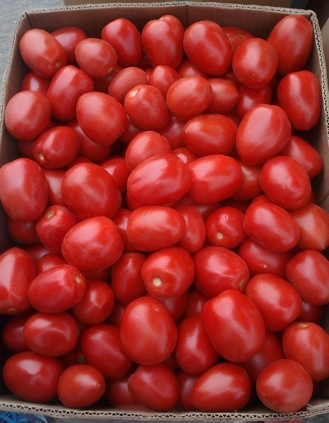 Томат "Галилея" F1 — изображение 3