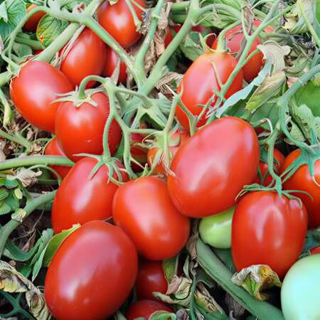 Томат "Галилея" F1